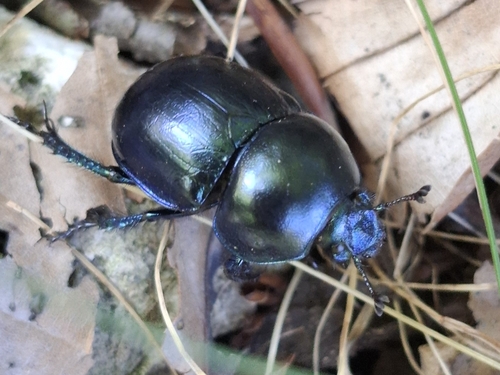 Springtime Dung Beetle