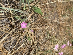 Phlox woodhousei