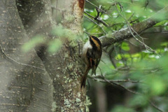 Aphrastura spinicauda