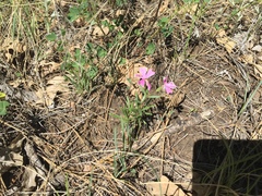 Phlox woodhousei