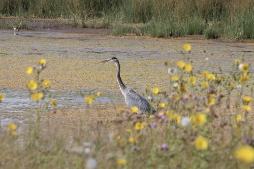 Great Blue Heron