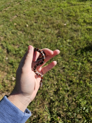 Eastern Milksnake