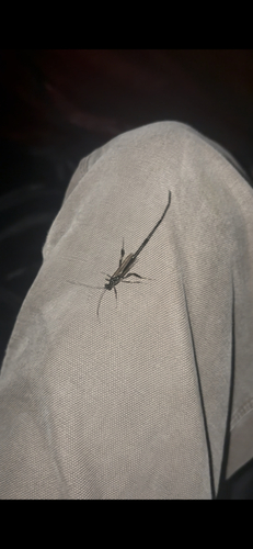 American Pelecinid Wasp