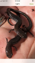 Plethodon cinereus