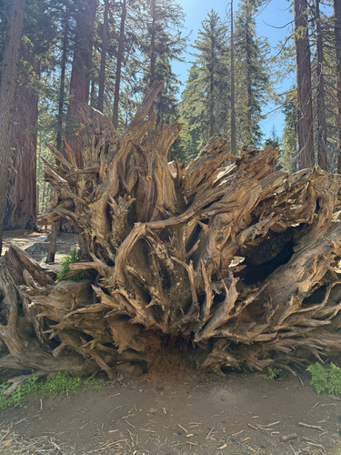 Sequoiadendron giganteum, photograph 5
