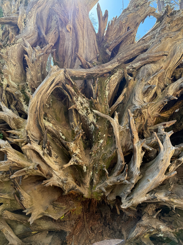 Sequoiadendron giganteum, photograph 6