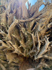 Sequoiadendron giganteum, photograph (c) squirrel759, some rights reserved (CC BY-SA)