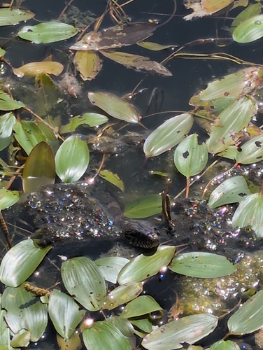 Common Watersnake