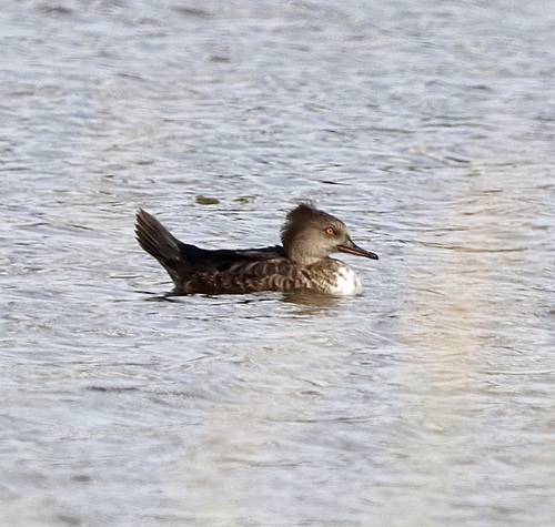 Hooded Merganser