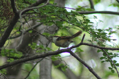 Aphrastura spinicauda