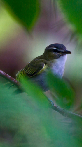Red-eyed Vireo