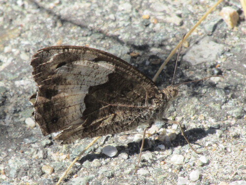 Woodland Grayling