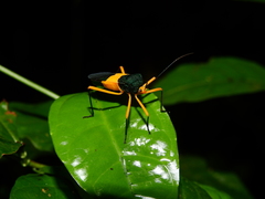 Paryphes