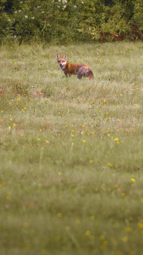 Red Fox