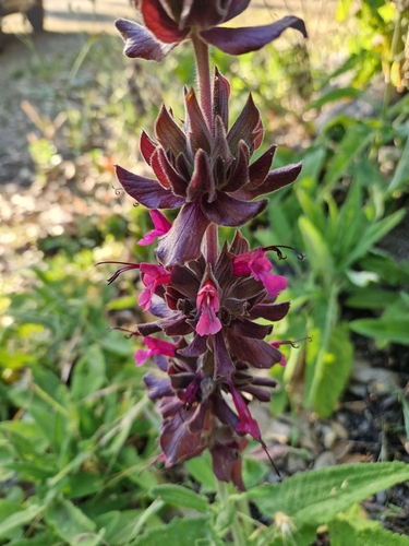 iNaturalist observation photo of Hummingbird Sage