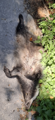 European Badger