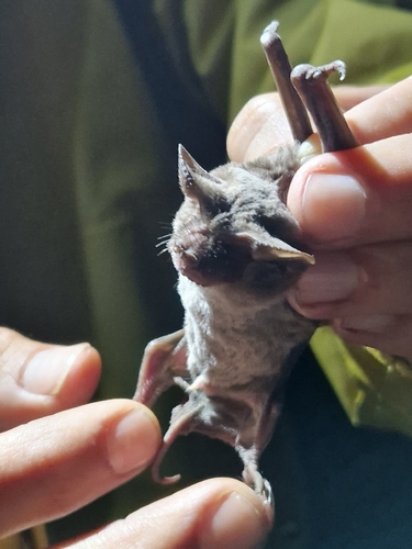 iNaturalist observation photo of Mexican Free-tailed Bat