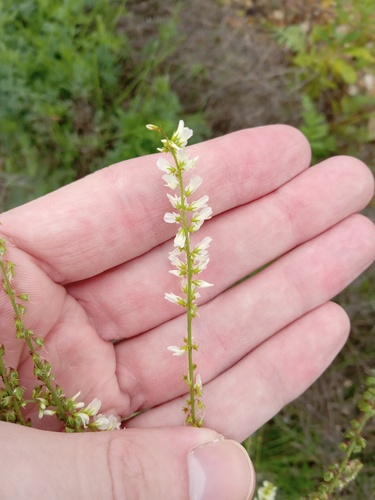 White Sweetclover