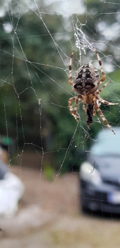 Cross Orbweaver