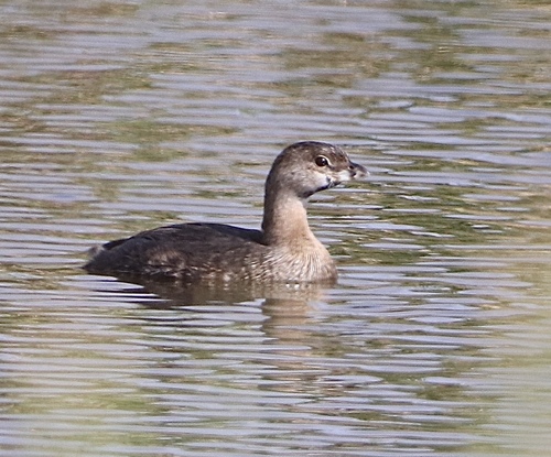 Pied-billed Grebe