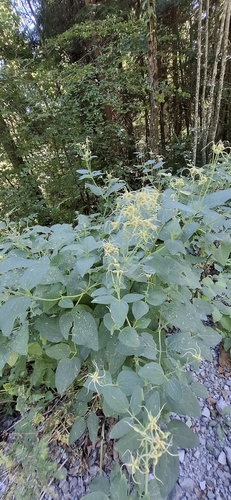 Erect Clematis