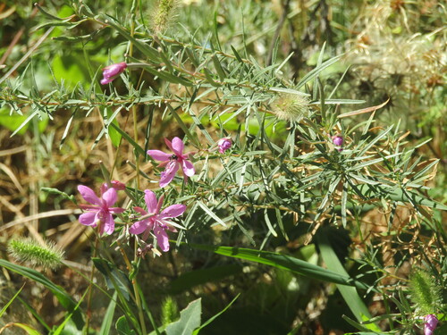 Rosemary-leaved Willowherb
