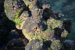 Pyura
