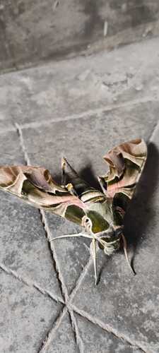 Oleander Hawkmoth