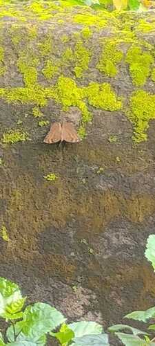 Chocolate Pansy