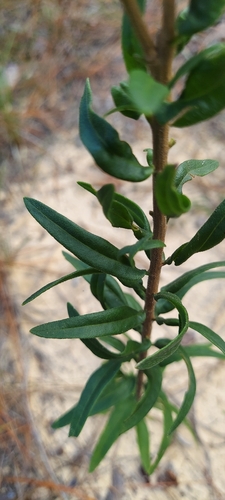 Palafoxia integrifolia, photograph 4