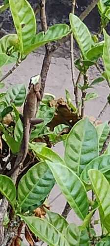 Indian Garden Lizard