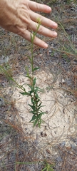 (c) Athena Philips, some rights reserved (CC BY) Palafoxia integrifolia, photograph (c) Athena Philips, some rights reserved (CC BY)