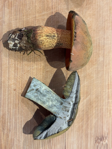 Lurid Bolete