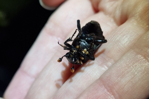 iNaturalist observation photo of Black Burying Beetle