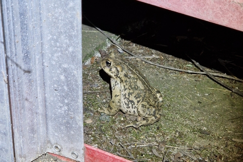iNaturalist observation photo of Western Toad