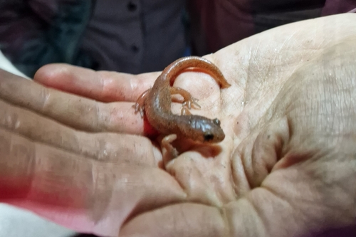 iNaturalist observation photo of Ensatina