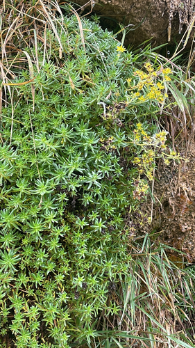Yellow Saxifrage