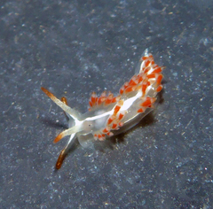 Coryphella cooperi
