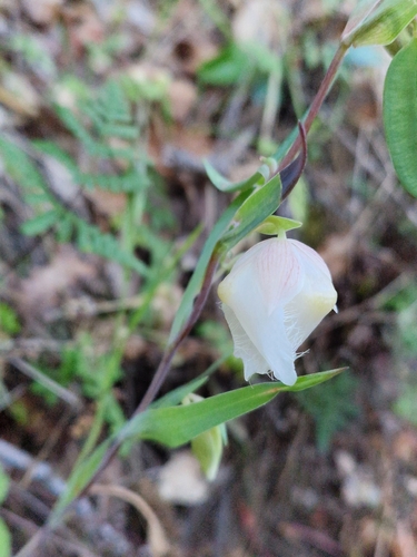 iNaturalist observation photo of White Globe Lily