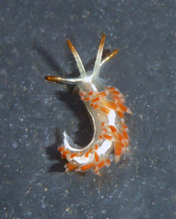Coryphella cooperi