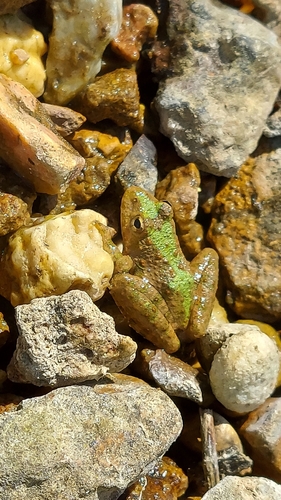 Blanchard's Cricket Frog