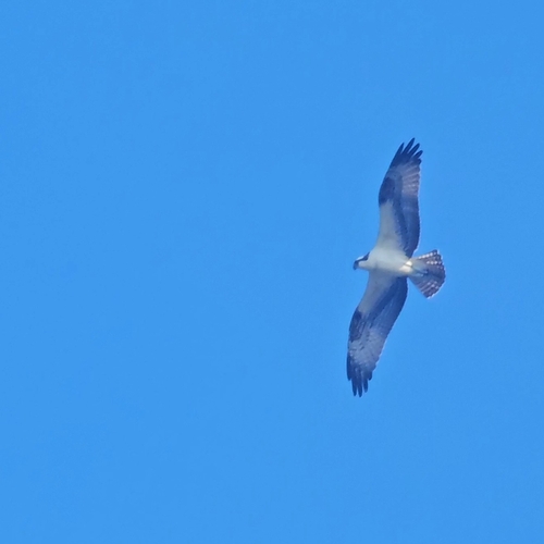 American Osprey