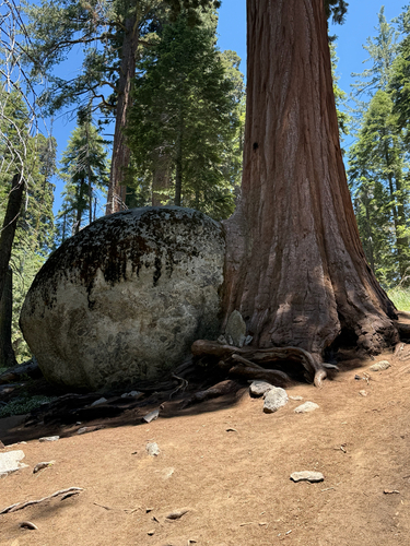 Sequoiadendron giganteum, photograph 4