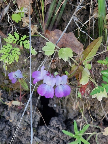 iNaturalist observation photo of Purple Chinese Houses