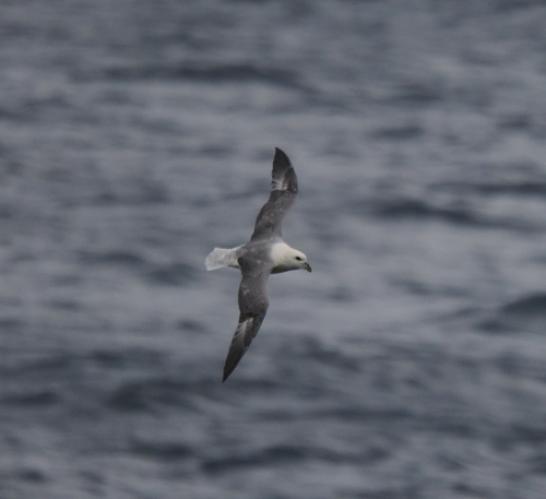 Northern Fulmar