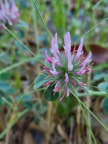iNaturalist observation photo of Rose Clover