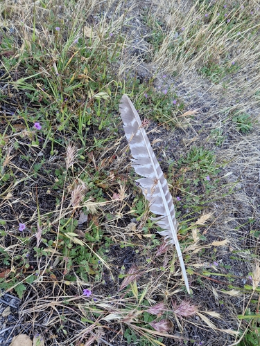 iNaturalist observation photo of Wild Turkey