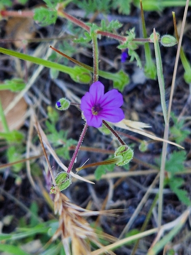 iNaturalist observation photo of Mediterranean Stork's-bill