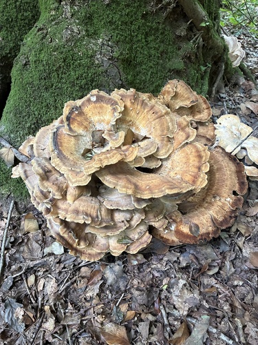 Giant Polypore