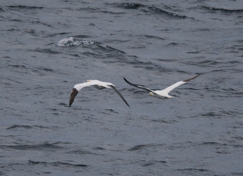 Northern Gannet